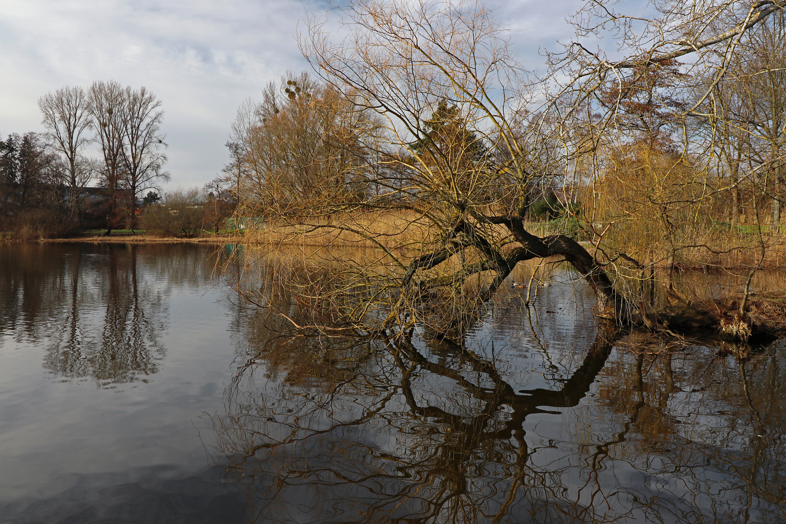 Weide am Wasser