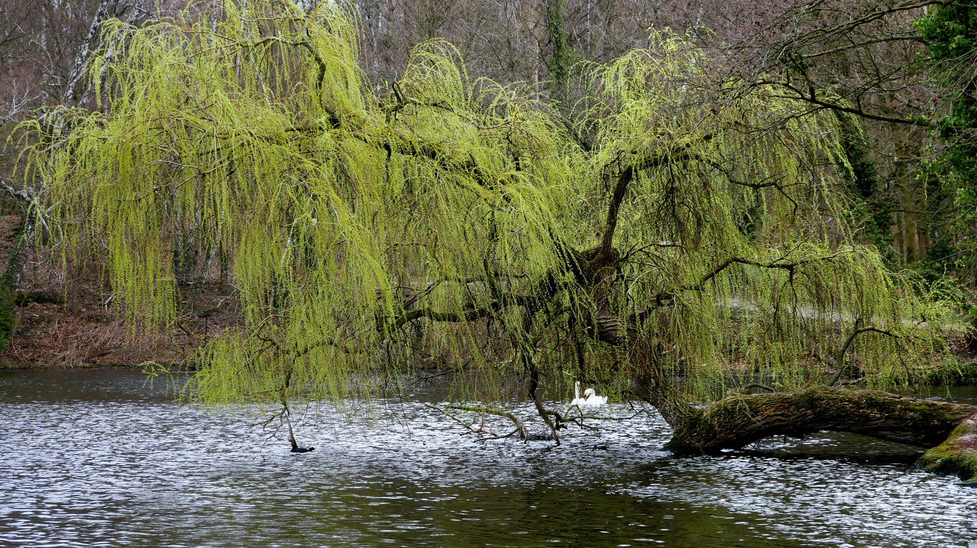 Weide am Wasser