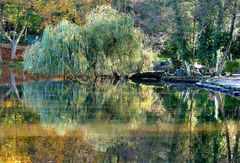 Weide am Wasser