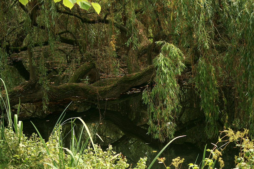 Weide am Weiher