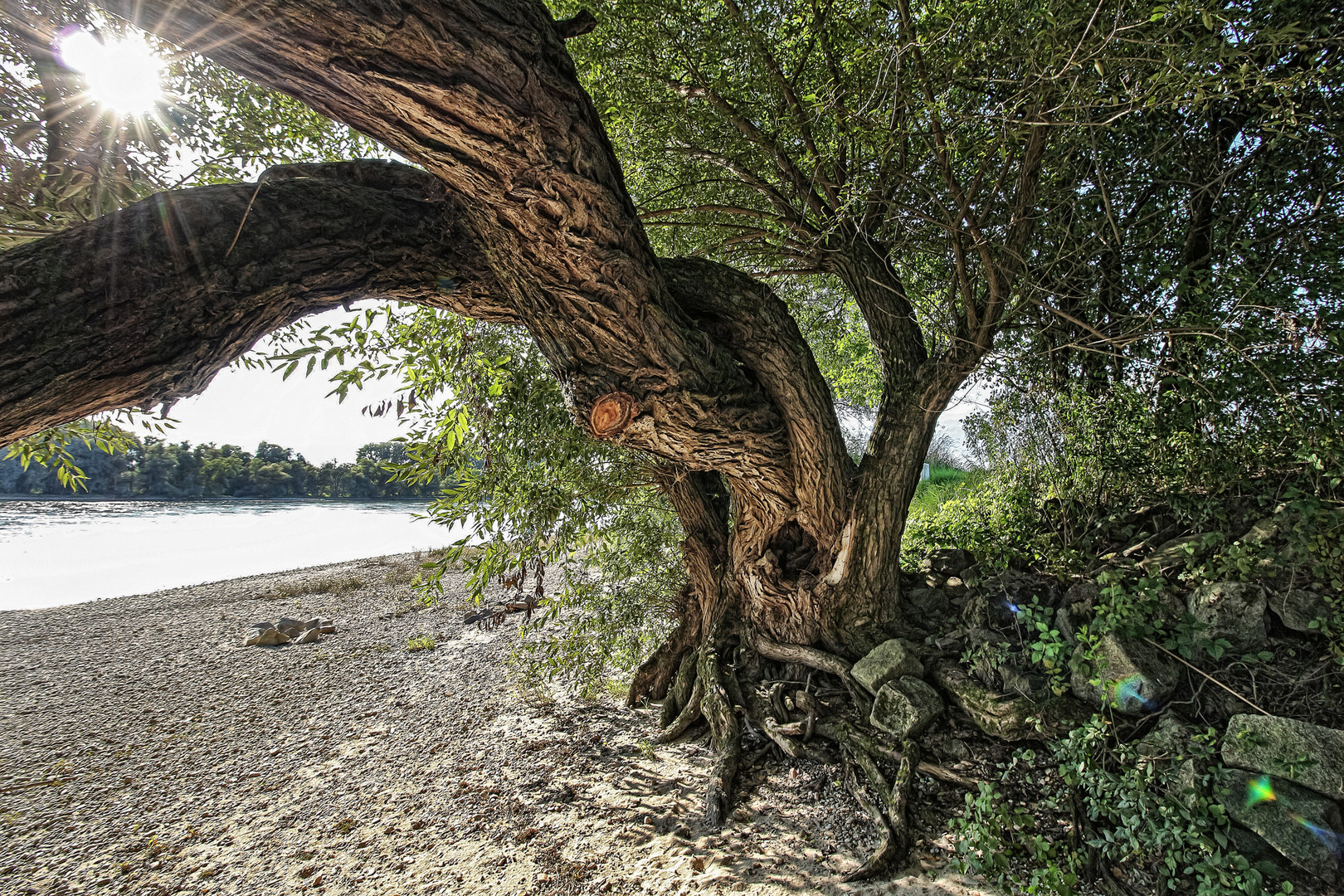 Weide an der Donau