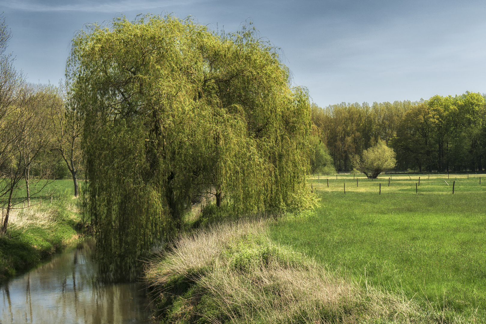 Weide an der Schunter