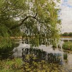 Weide an der Schwemmwiese