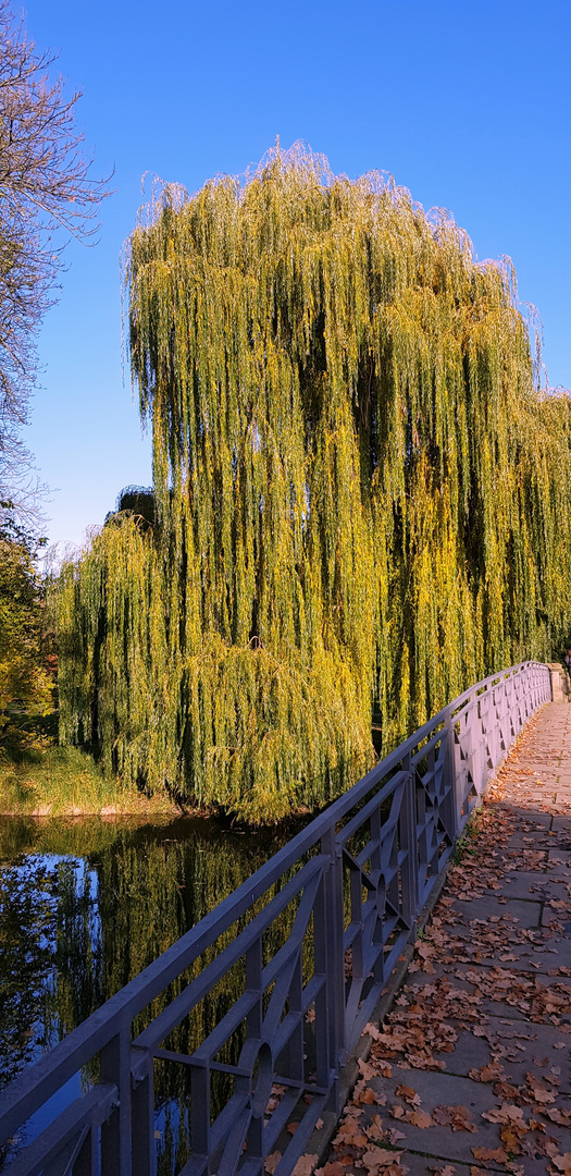 Weide an der Wolfsburg