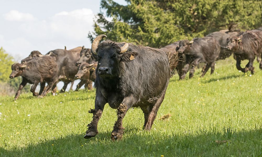 Weide-Auftrieb der Alb-Büffel am 1. Mai