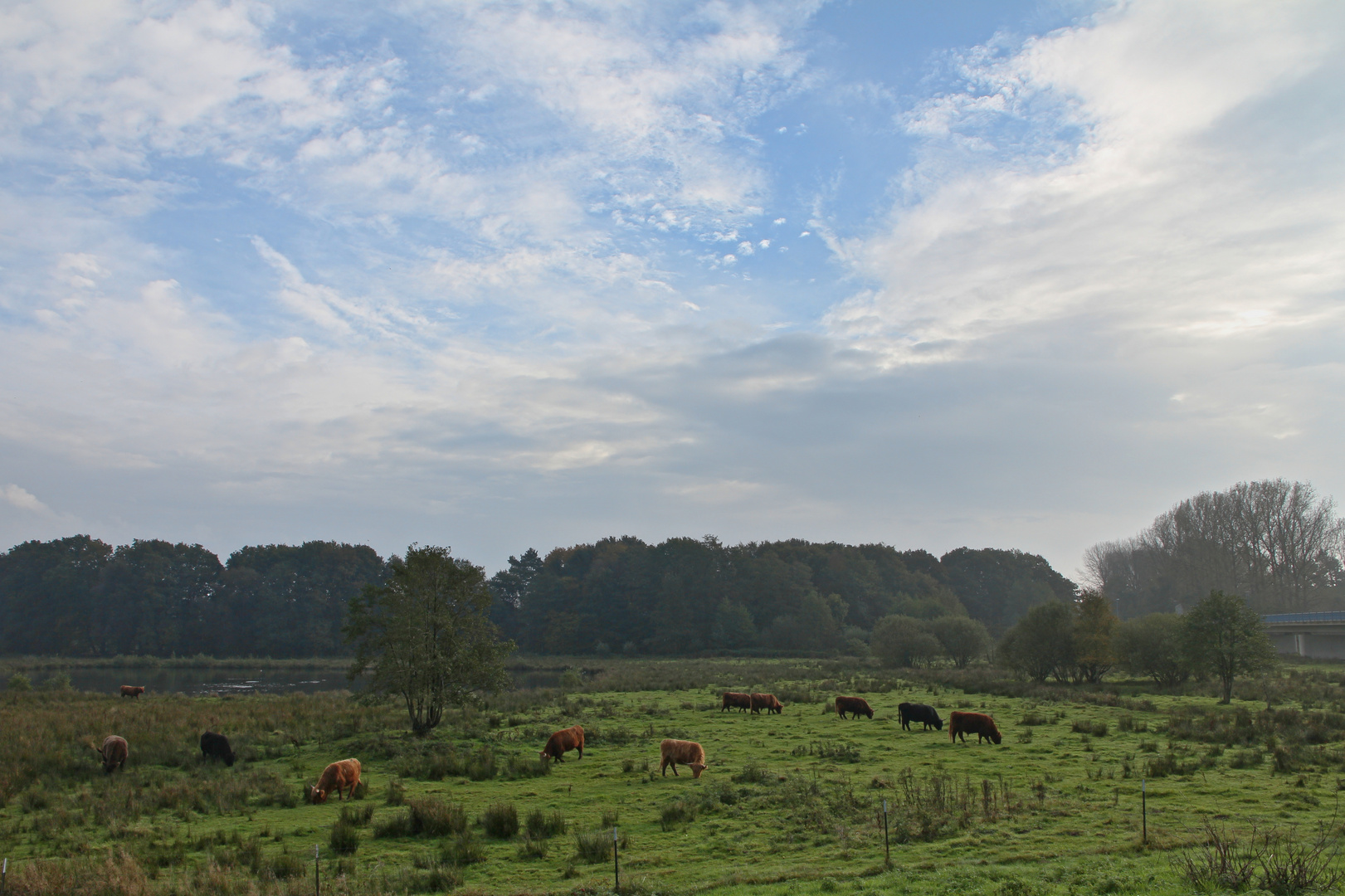 Weide bei Haren (2014_10_13_EOS 550D_0550_ji)