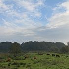 Weide bei Haren (2014_10_13_EOS 550D_0550_ji)