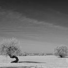 Weide bei Radegast/Elbe