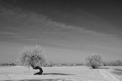 Weide bei Radegast/Elbe