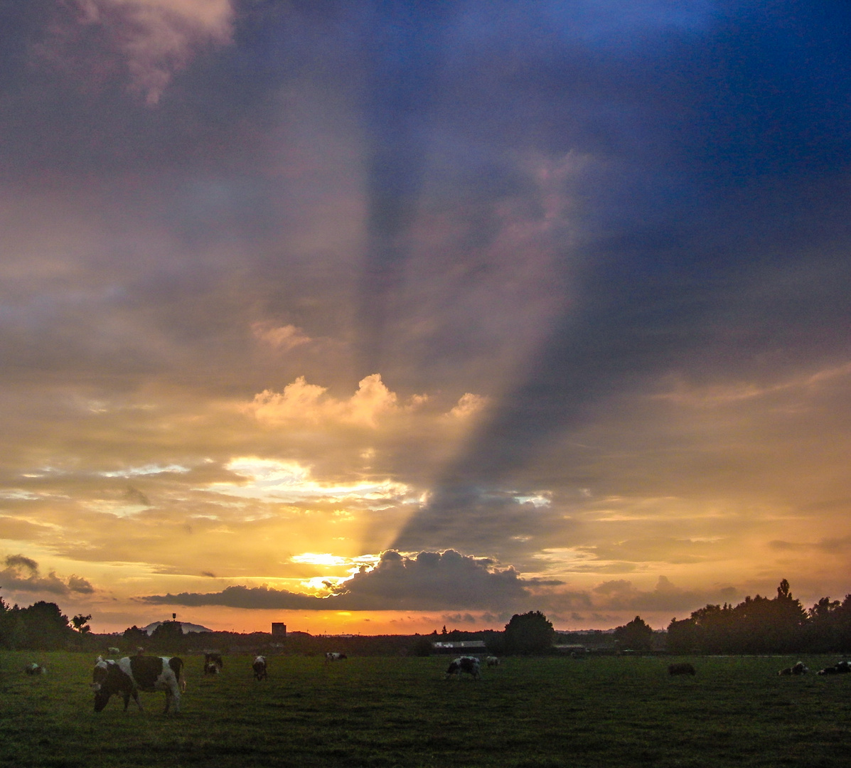 Weide bei Sonnenuntergang