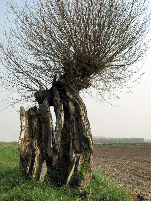 Weide beim Othense Kreek, Terneuzen