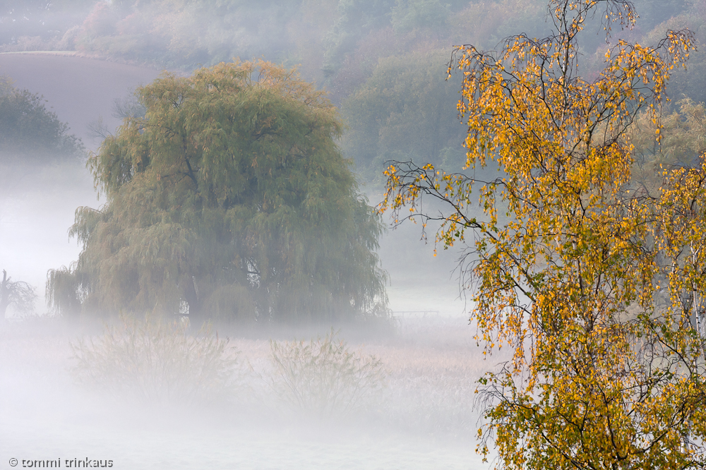 Weide, Birke, Nebel