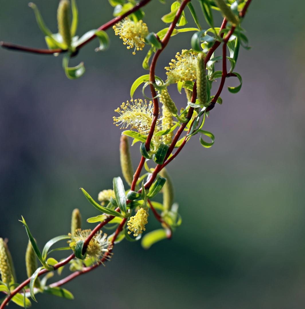 Weide, Blüte