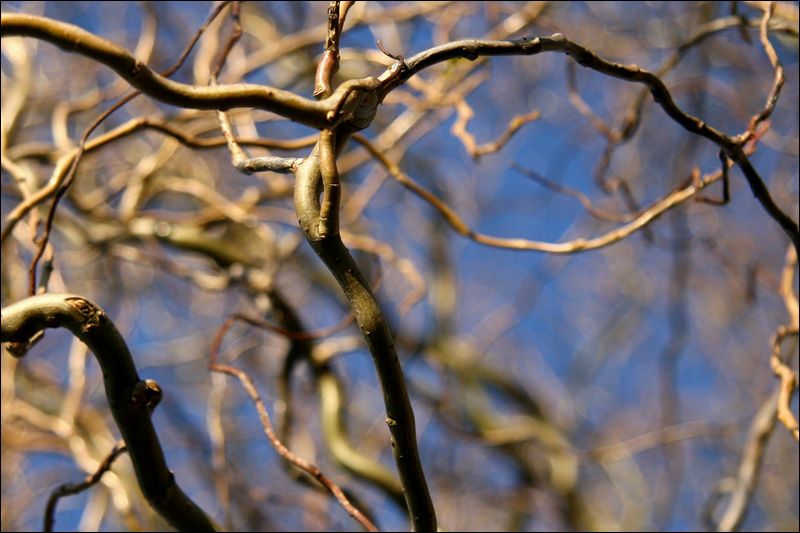 Weide dich am wild gewundenen Anblick