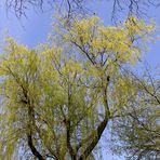 Weide - gegen den Himmel fotografiert