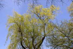 Weide - gegen den Himmel fotografiert