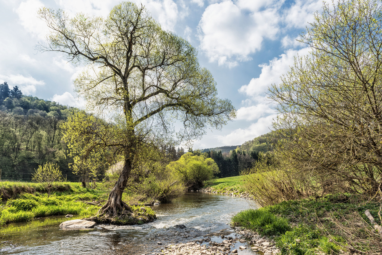 Weide im Frühling