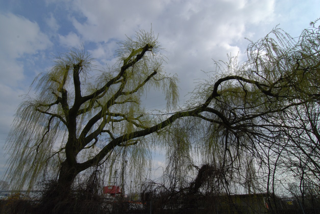 Weide im Frühling