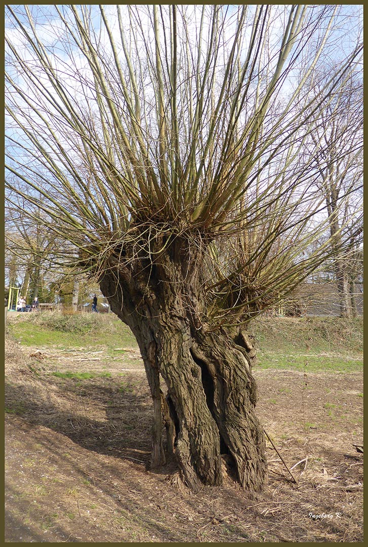 Weide im Frühling am Rhein