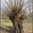 Weide im Frühling am Rhein