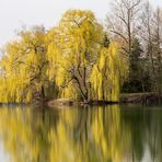 Weide im Frühling