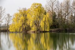 Weide im Frühling