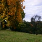 Weide im Herbst