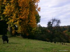 Weide im Herbst