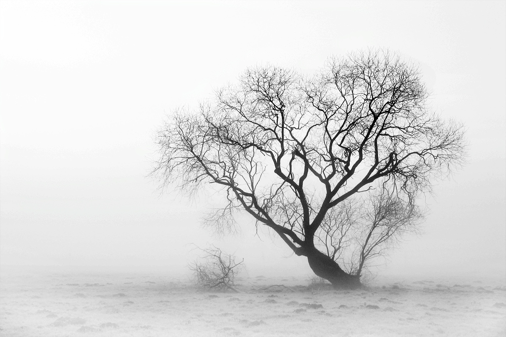 Weide im Herbstnebel