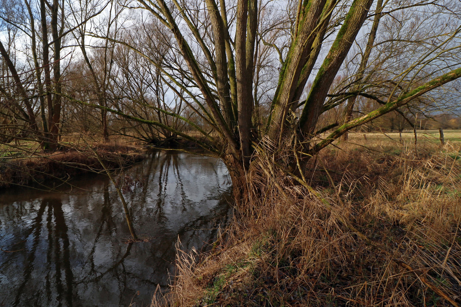 Weide im Licht