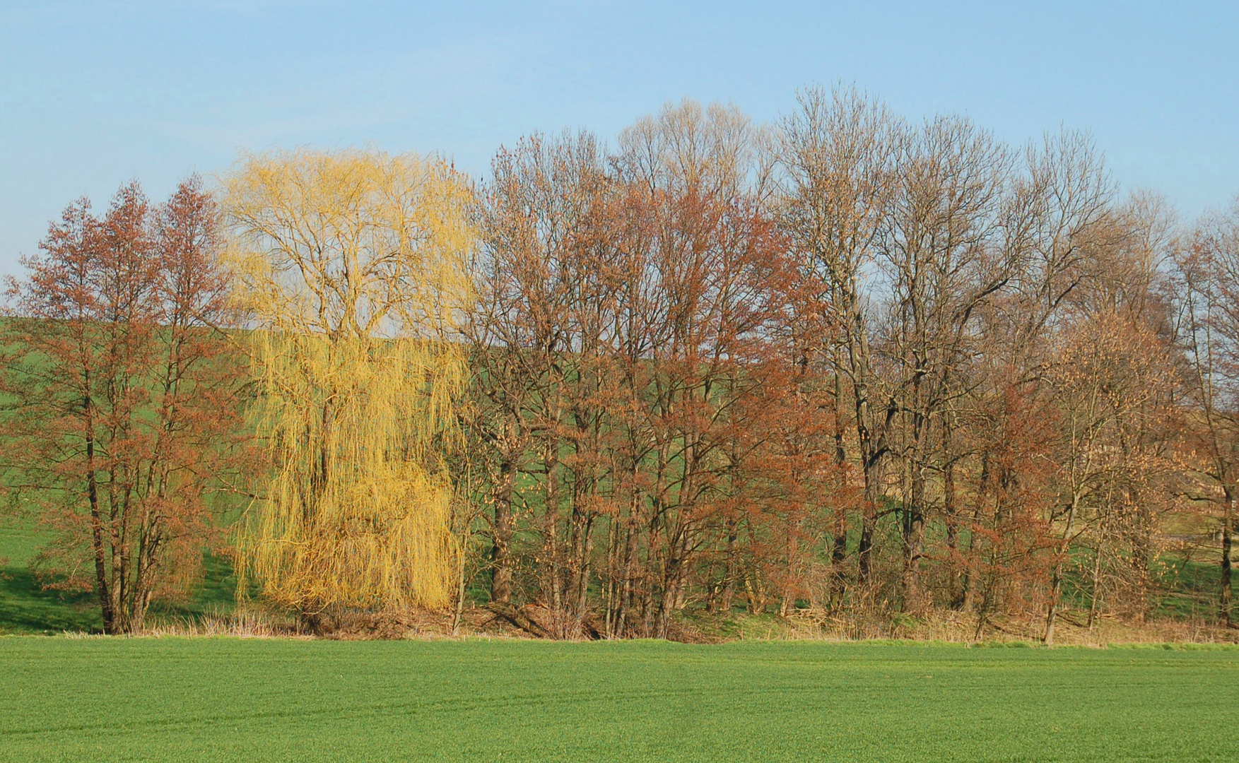 Weide im März (2)