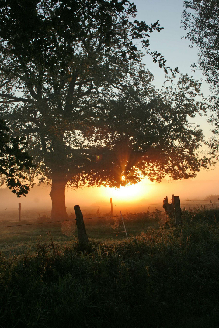 Weide im Nebel