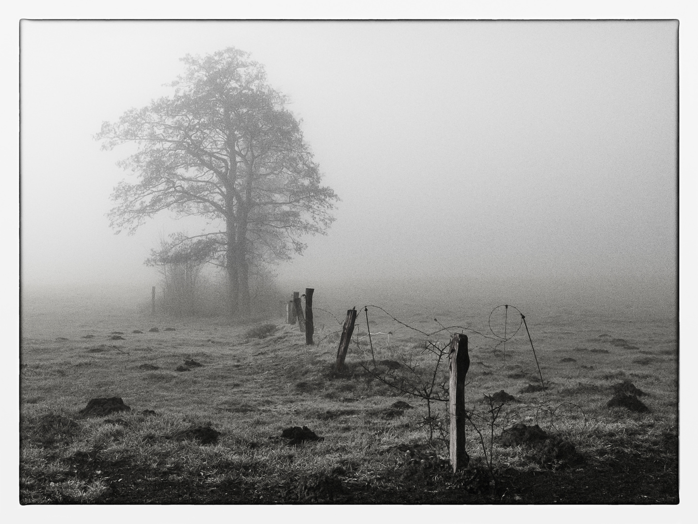 Weide im Nebel