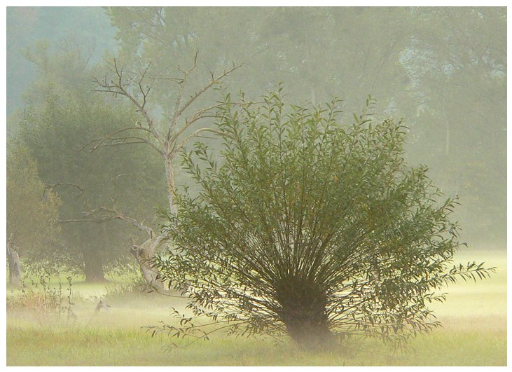 weide im nebel