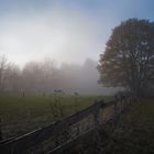 Weide im Nebel