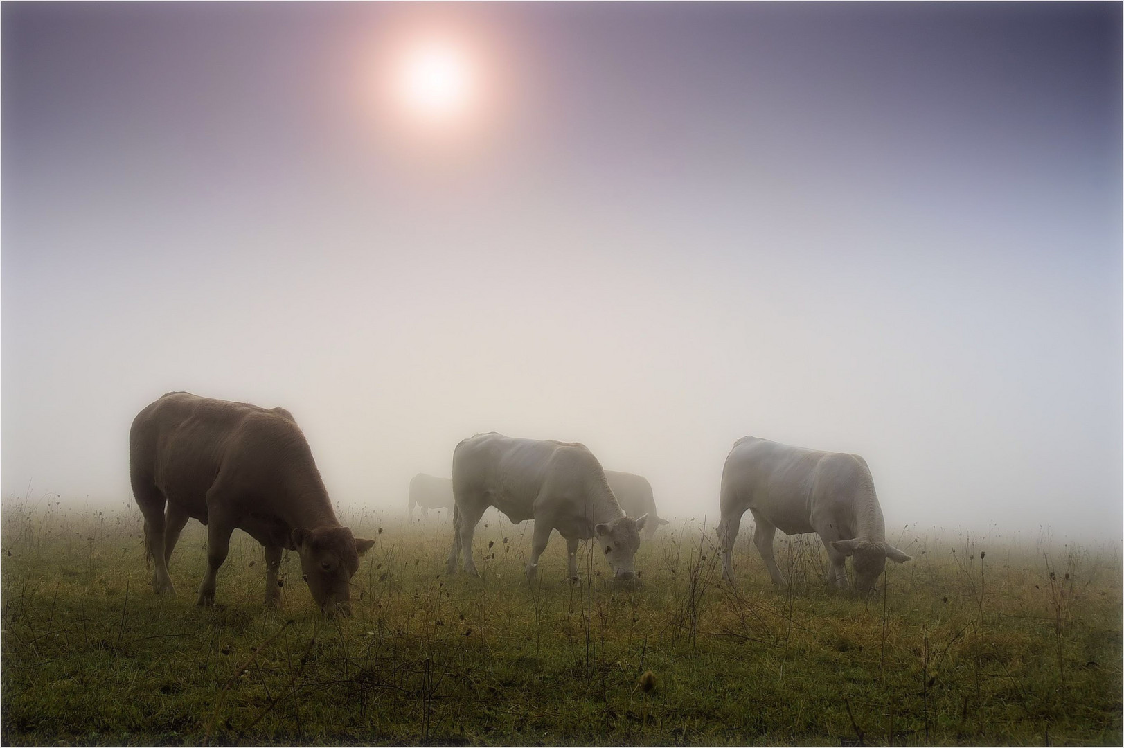 Weide im Nebel