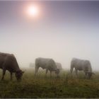 Weide im Nebel