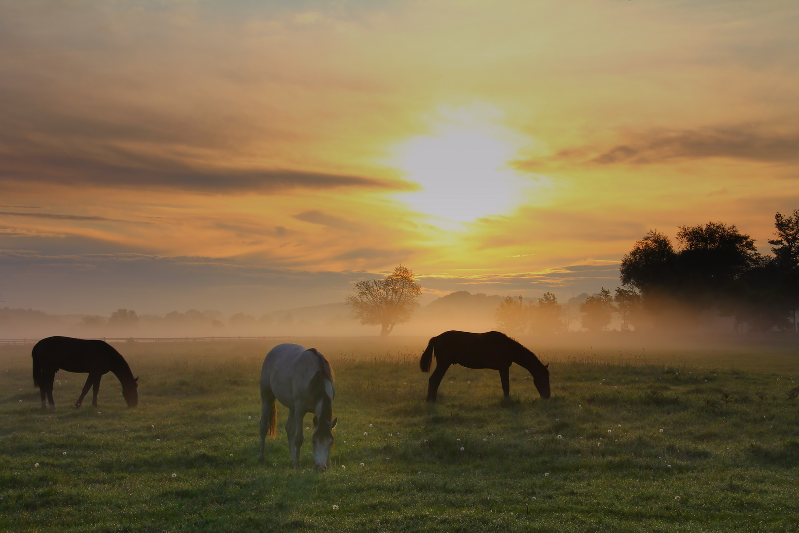 Weide im Nebel