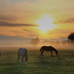 Weide im Nebel