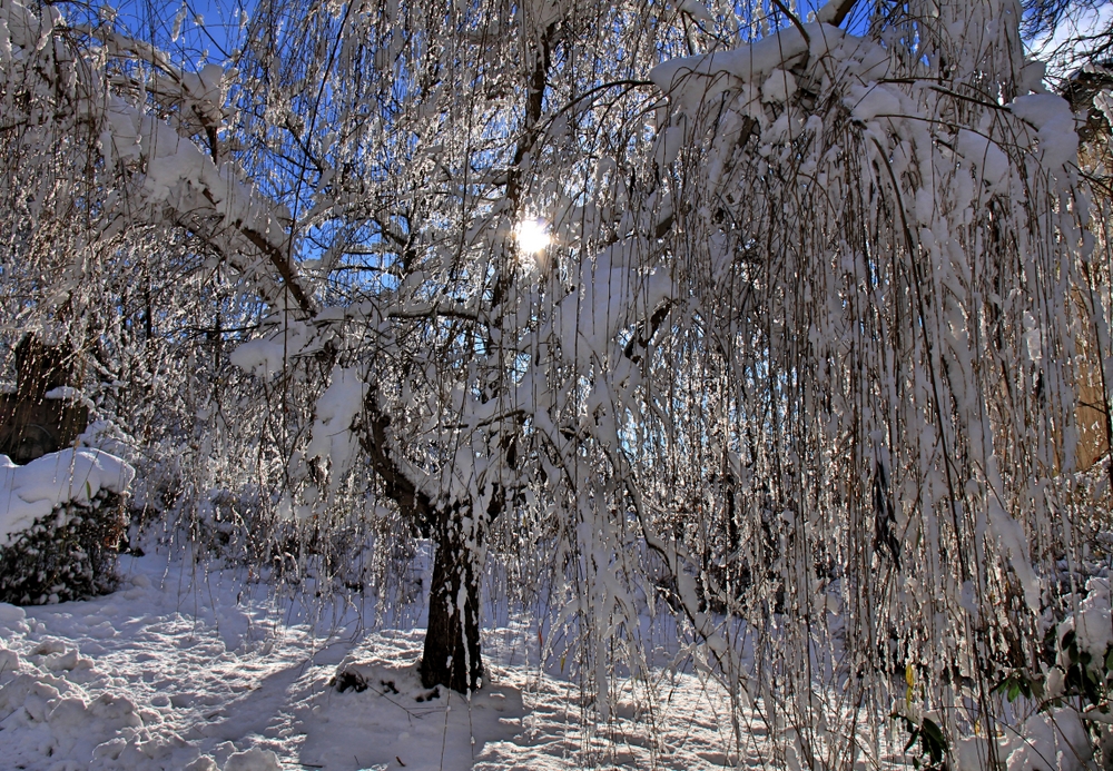 Weide im Schnee