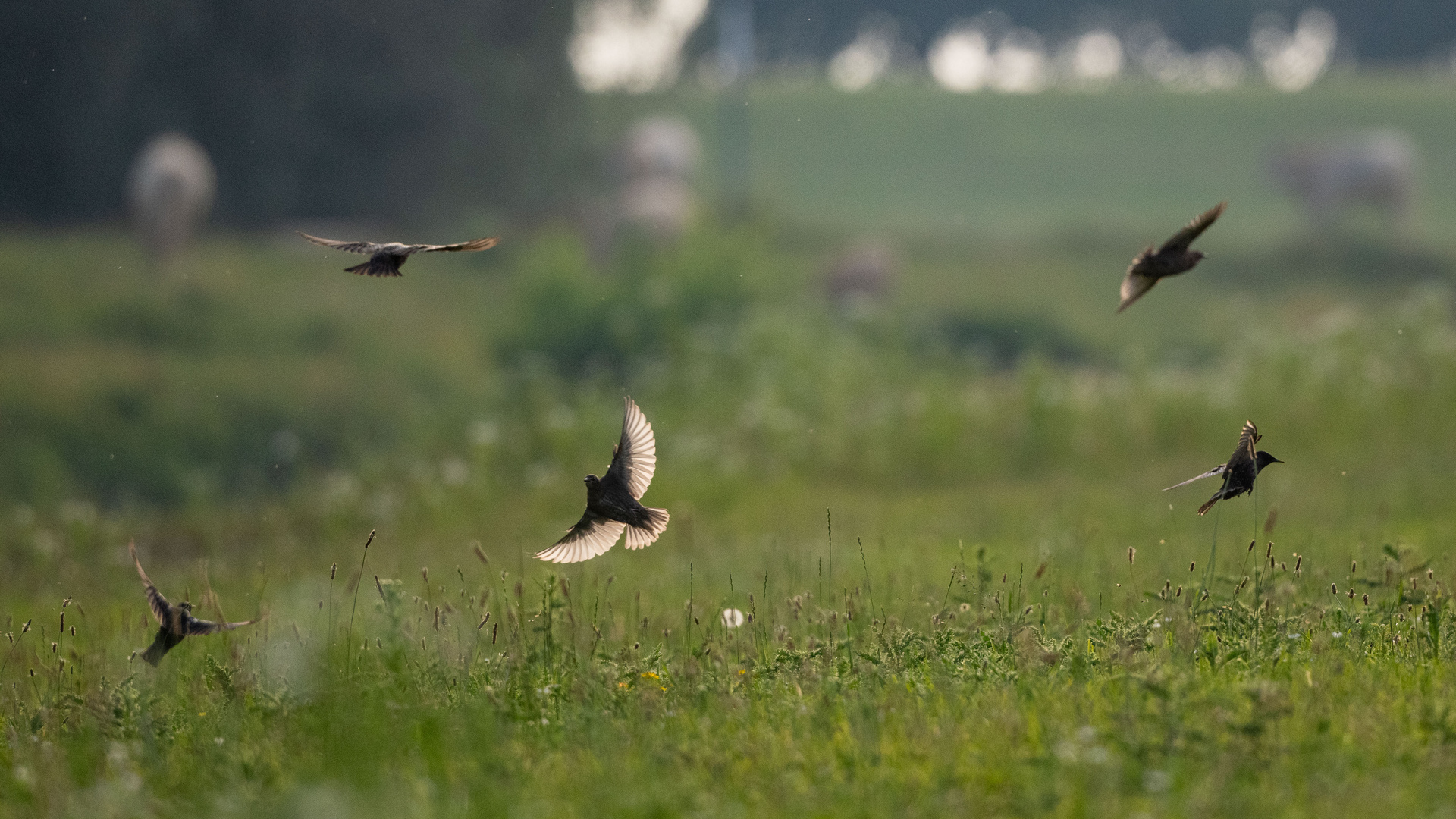 Weide im Sommer