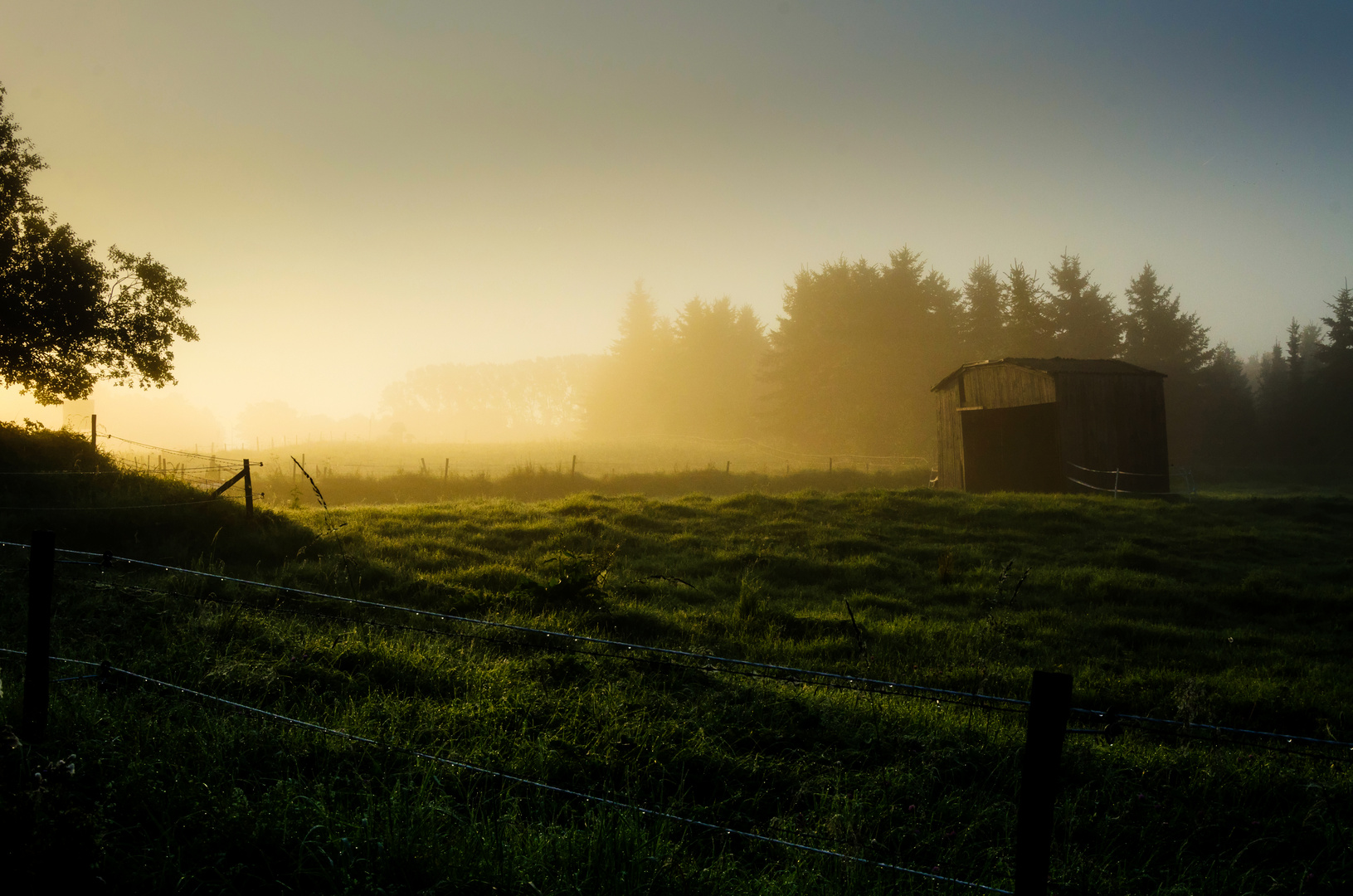 Weide im Sonnenaufgang