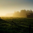 Weide im Sonnenaufgang