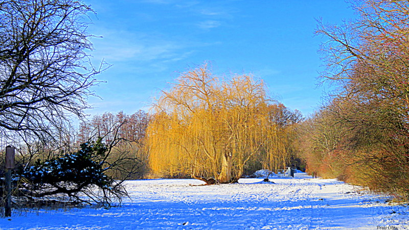 Weide im Sonnenlicht