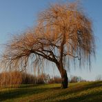 Weide im Südpark