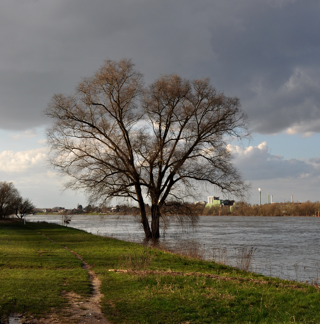 Weide im Vorfrühling