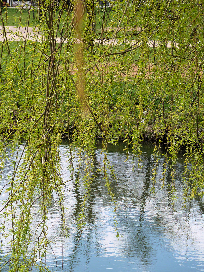 Weide im Wasserspiel