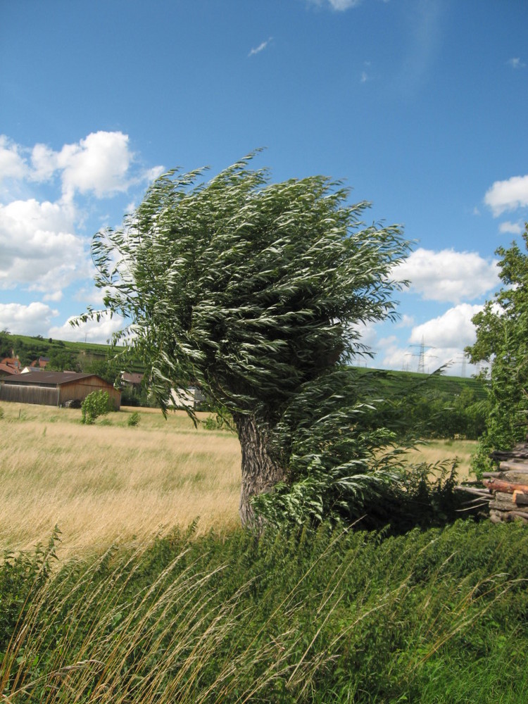 Weide im Wind