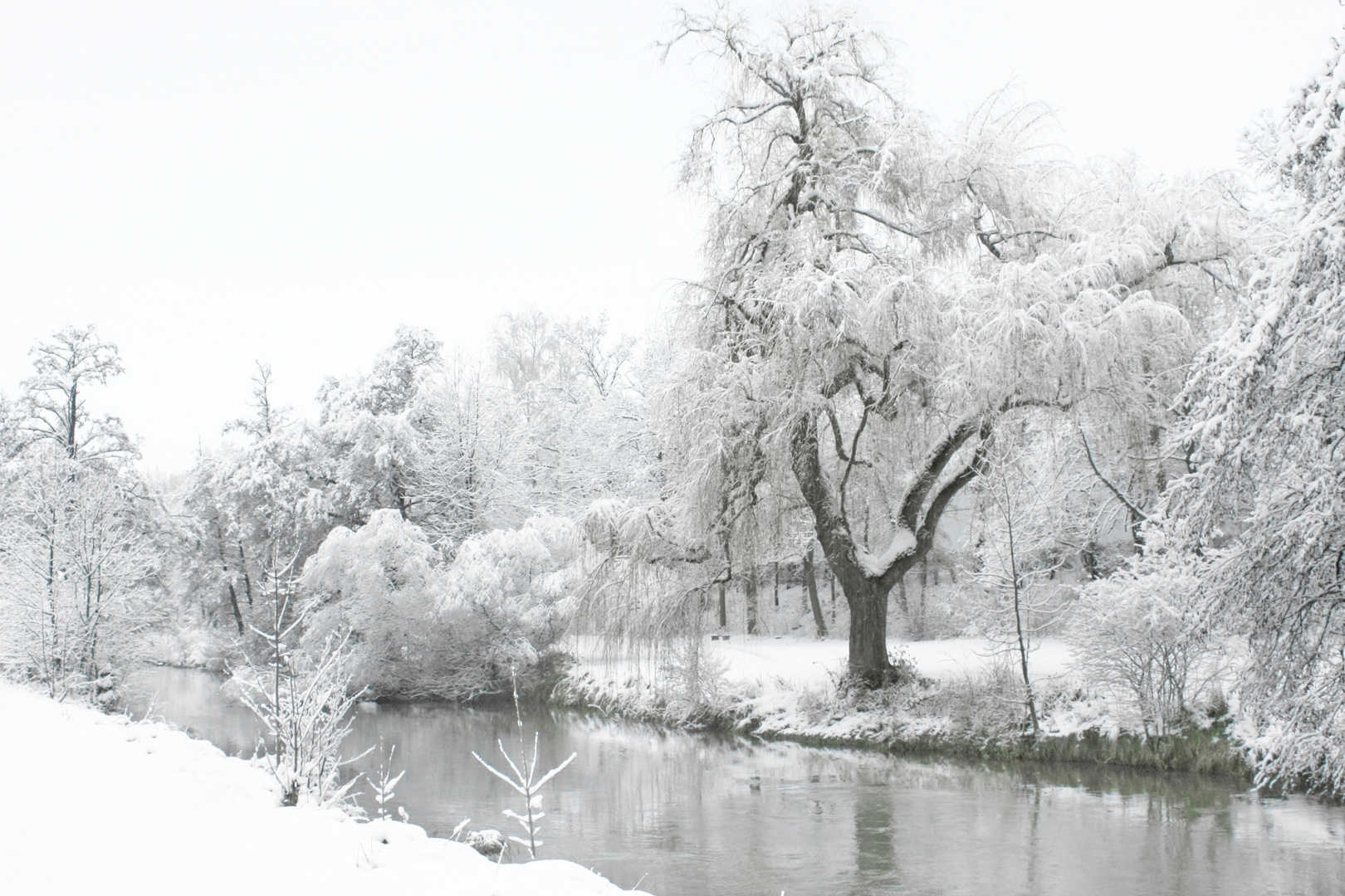 Weide im Winter