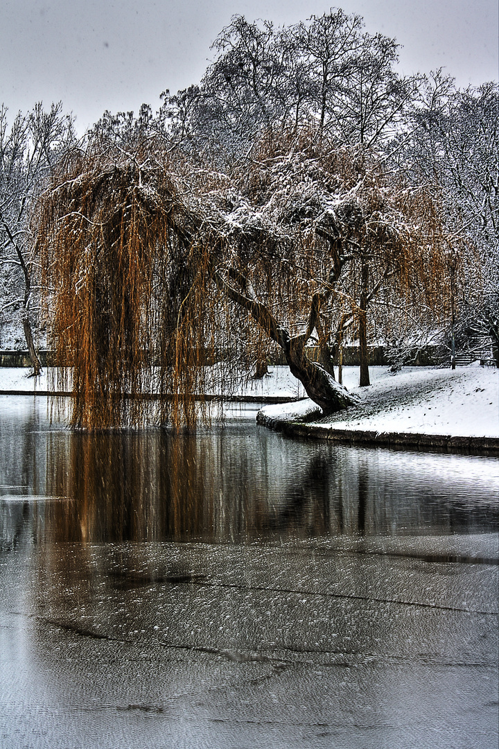 Weide im Winter